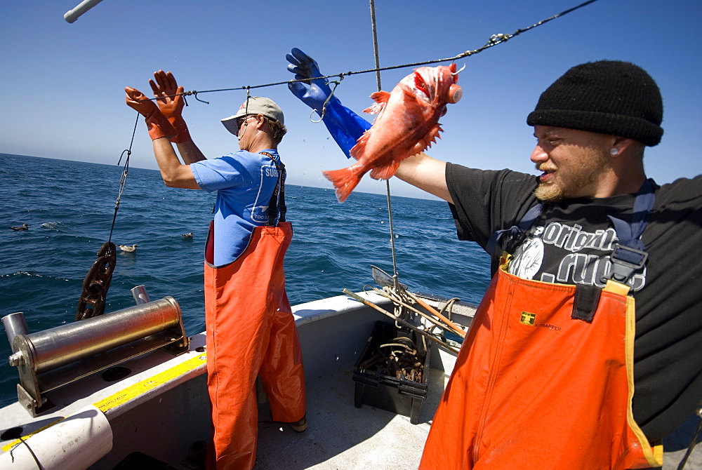 Sept 26, 2008 Fishing offshore, Big Sur California on the MV Nikki J using the "hook and line", or "long-line" method of sustainable fishing. Crew: David Anderson & Brian Long Fishing for Black Gill Rock Fish and Sable Fish or "Black Cod". A new wave in sustainable commercial fishing is pushing fisherman to switch from higher impact methods of harvesting fish like trawling- to hook and line or long line harvest, United States of America