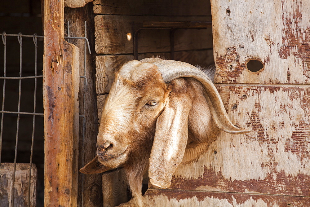 A billy goat in a pen at a home in Ezuz, Israel.