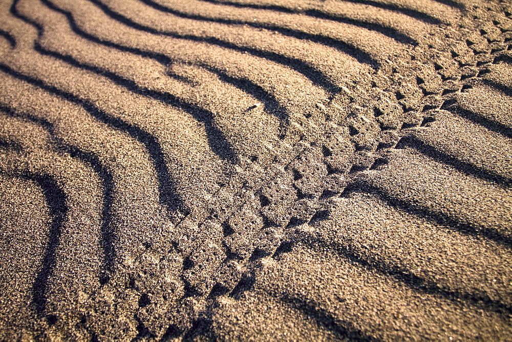 Fatbike Tire track in the sand