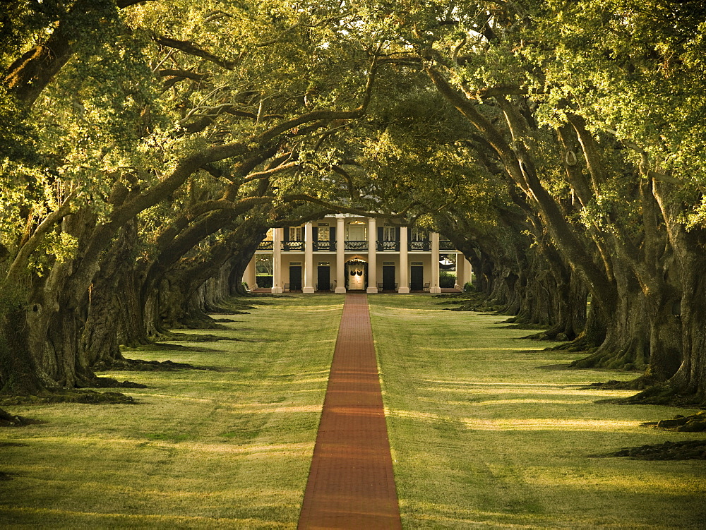 Oak lined pathway on a plantation