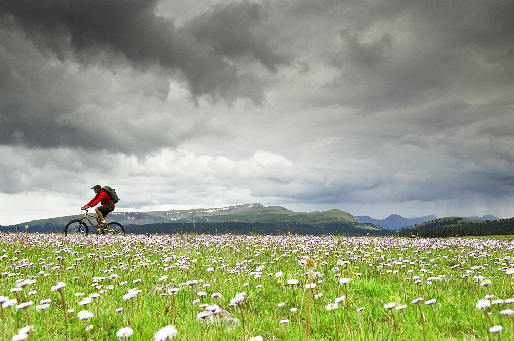 A man riding his mountain bike across a field of purple flowers on a stormy day.