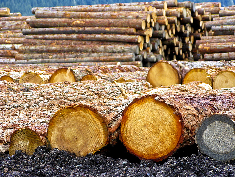 Piles of freshly cut logs in British Colombia, Canada.