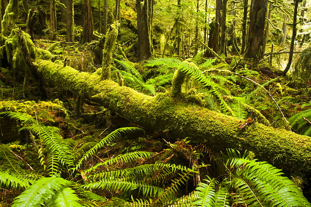 Sword ferns and nurse log along Marymere Falls Trail, Olympic National Park, Washington.