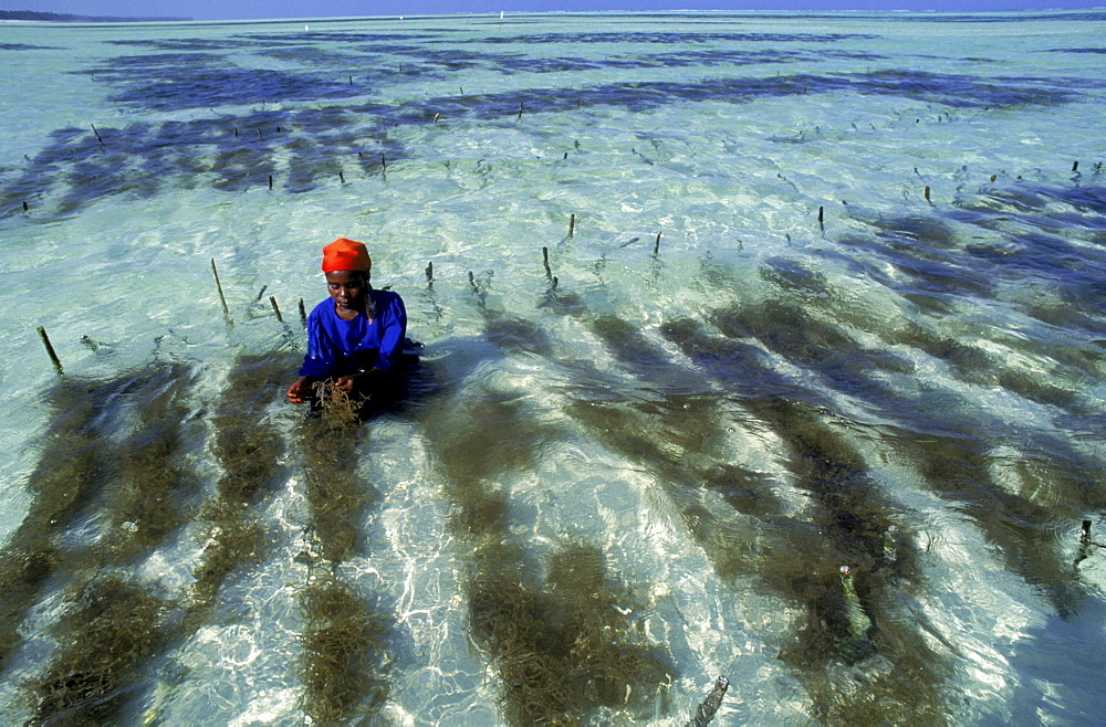 Swahili woman in the beds of seaweed grown in the Indian Ocean at Paje, Zanzibar.