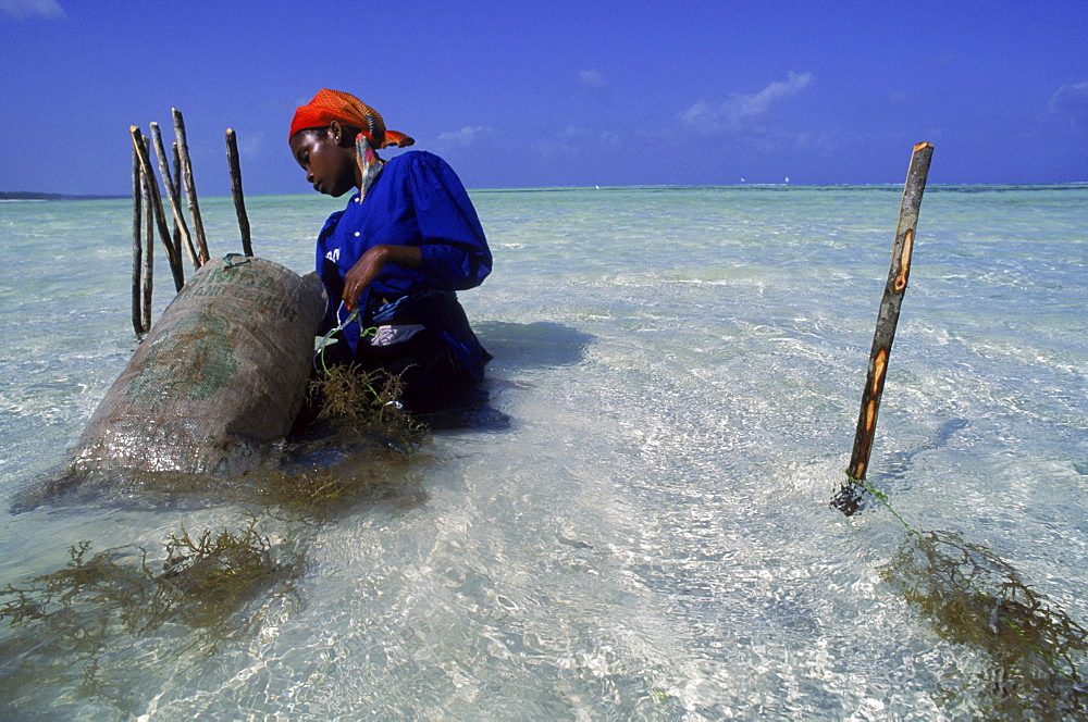 Swahili woman harvests seaweed grown in beds in the Indian Ocean at Paje, Zanzibar.