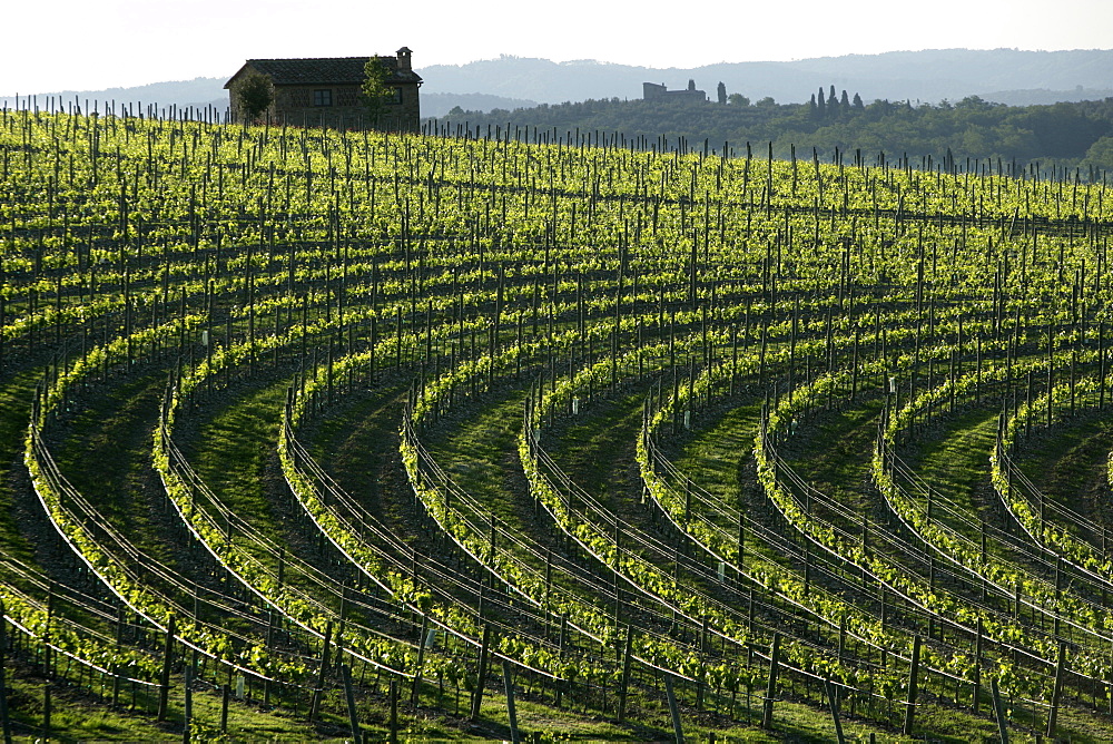 Vineyards in Chianti