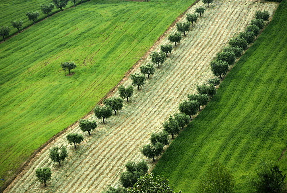 Italian Olive Trees
