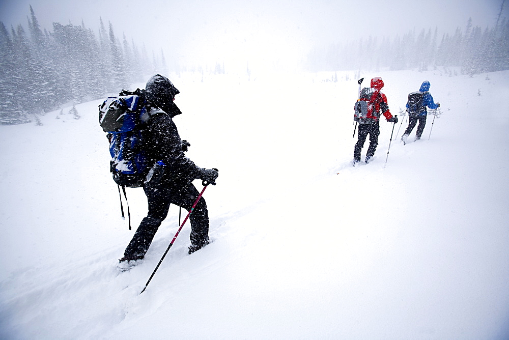 Three people skiing/skinning in a snowstorm in Glacier National Park, Montana.