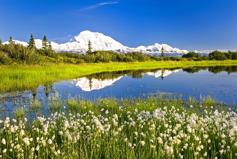 Alaska Cotton with Denali reflected in pond, Denali National Park, Alaska