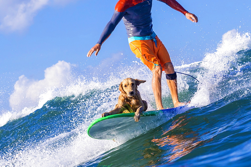 Surfer with a dog on the surfboard.