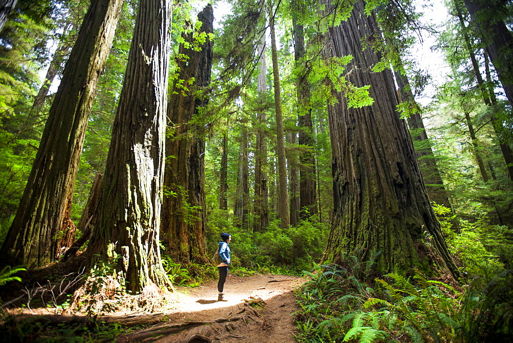 A hiker stands in the sunlight amongst giant Redwood Trees while visiting Stout Grove, Jedediah Smith Redwoods State Park.