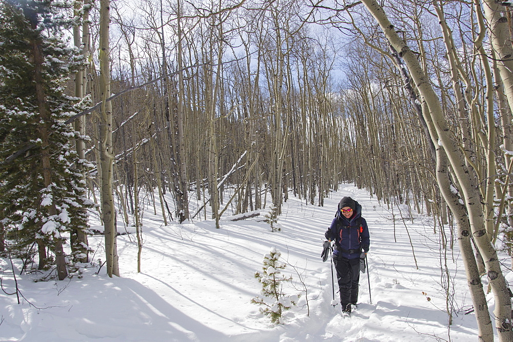 Hiking through a quiet Aspen forest in the winter, Mt. Evans Wilderness, Colorado, United States of America