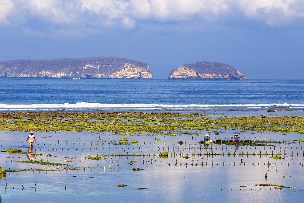 Seaweed farm. Sumbawa. Indonesia.