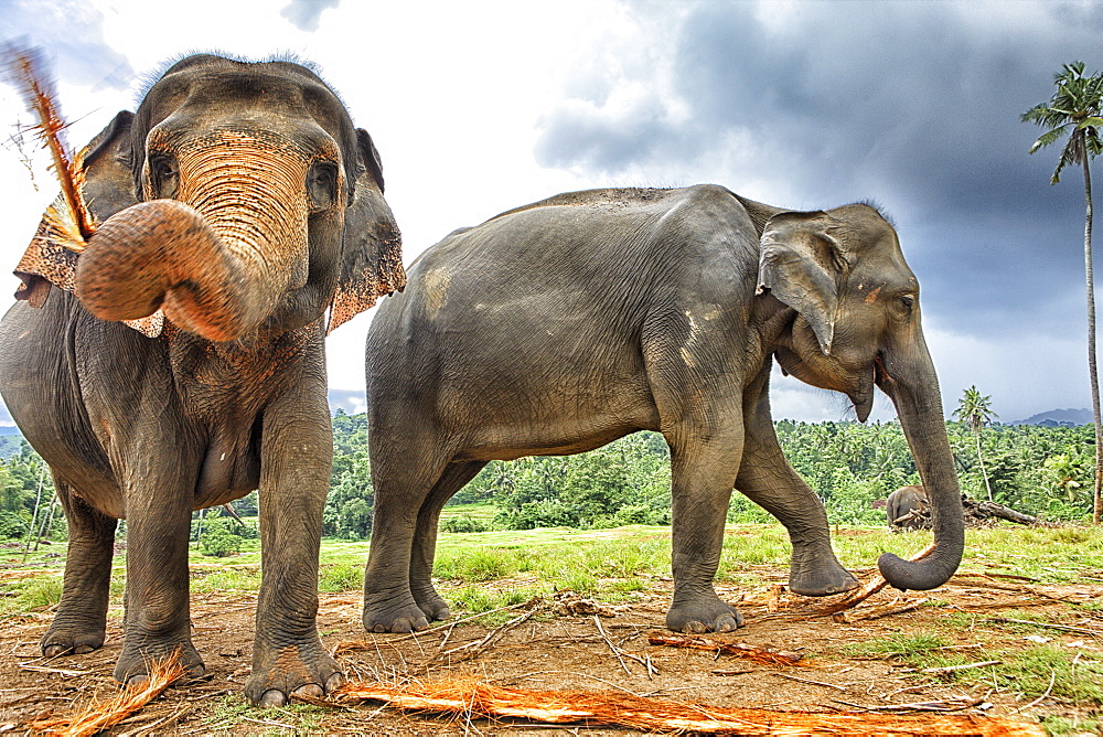 Elephant family at Elephant Orphanage in Pinnawela, Sri Lanka