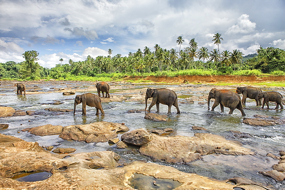 Pinnewala Elephant Orphanage near Kegalle, Hill Country, Sri Lanka, Asia