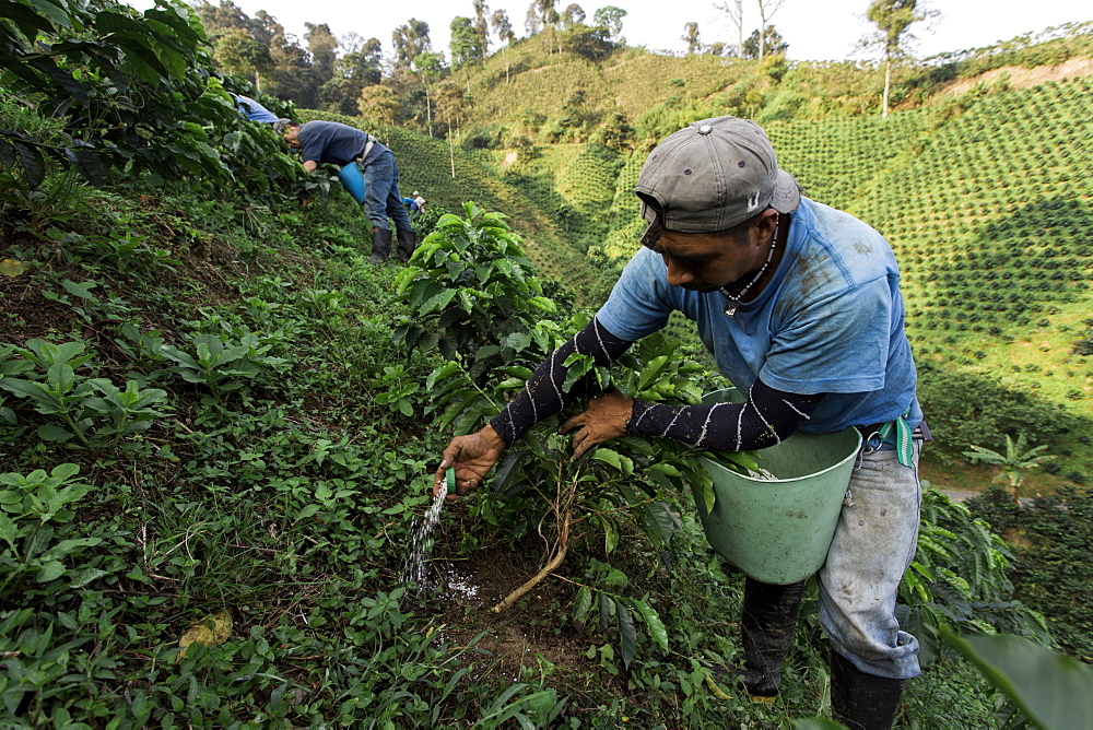 A young man pours fertilizer at the base of young coffee plants on a coffee farm in rural Colombia.