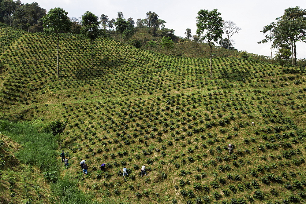 A line of coffee workers on a hillside in rural Colombia on a coffee farm.