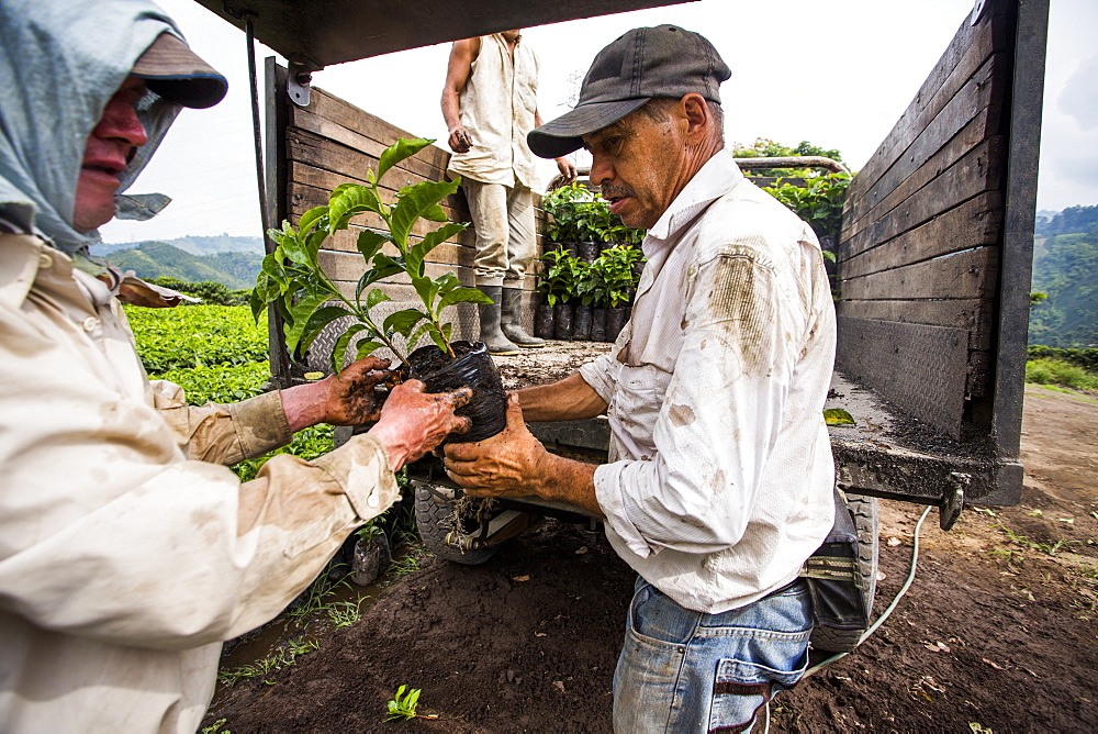 Two men load young coffee plants into a truck before transporting them to a field where they will be planted on a farm in Manizales, Colombia.