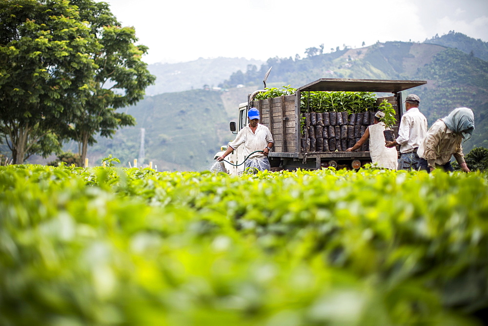 Workers harvest young coffee plants to relocate to other fields in Manizales, Colombia.