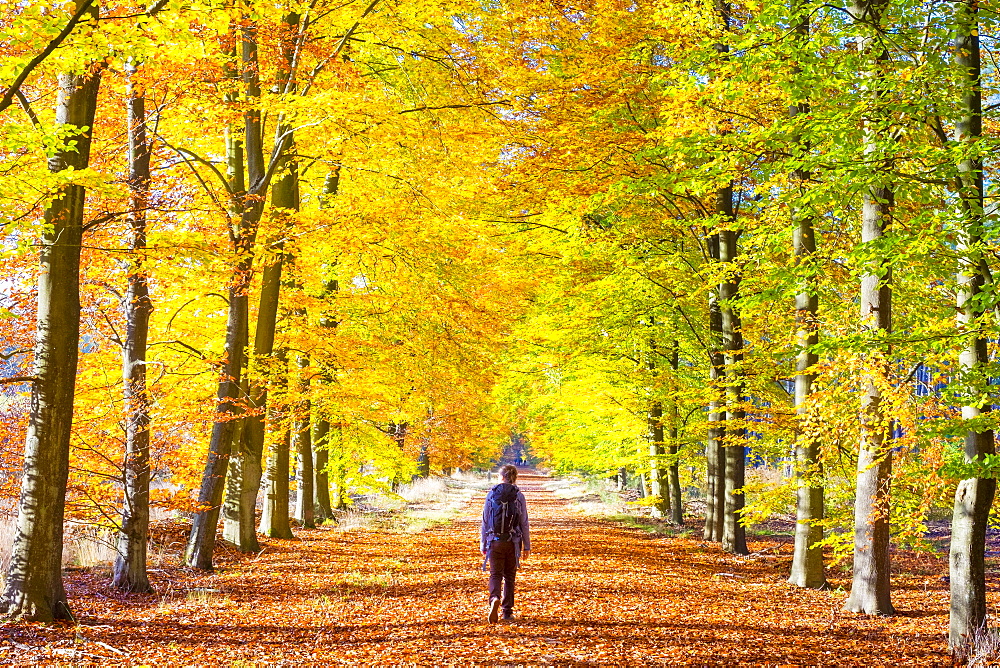 A hiker walks through a grove of European Beech (Fagus sylvatica) trees in Hoge Kempen National Park in autumn, Limburg, Vlaanderen (Flanders), Belgium