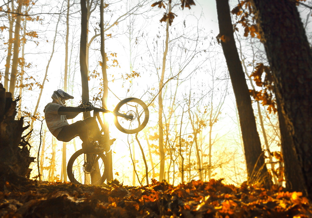 Riding bicycle throuhg oak (Quercus petraea- Lat) forest. Shot in the morning on a mountain bike track in development near Trstenik city, Serbia.