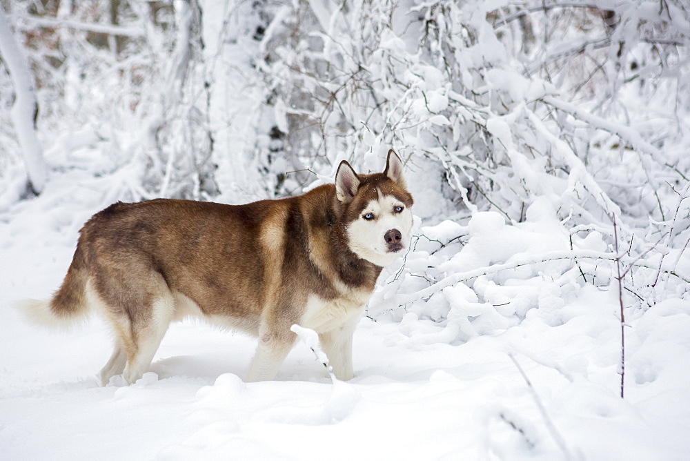 A husky walks through snow after a storm.