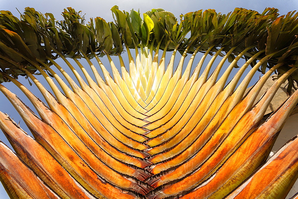 Closeup of a beautiful green palm tree in Ziguinchor, casamance, senegal