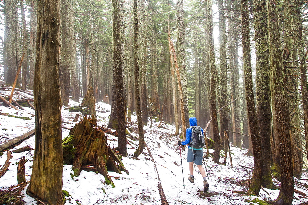 Female Hiker Hiking Through The Forest On A Snow Covered Trail Near Seattle