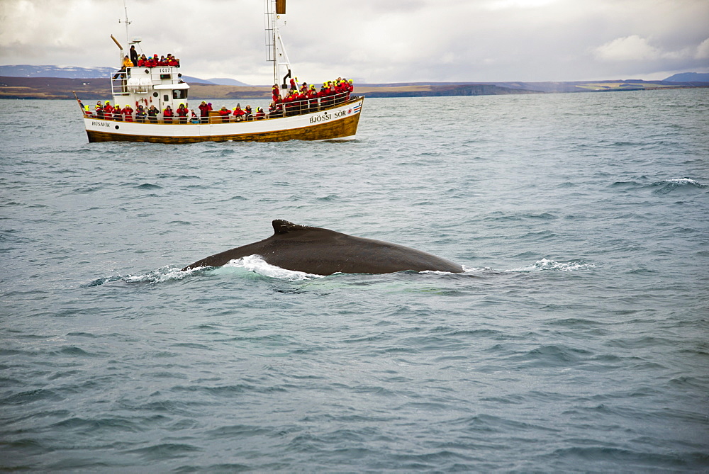 Tourist Looking At Whale From The Boat Off The Coast Of Husavik, Iceland