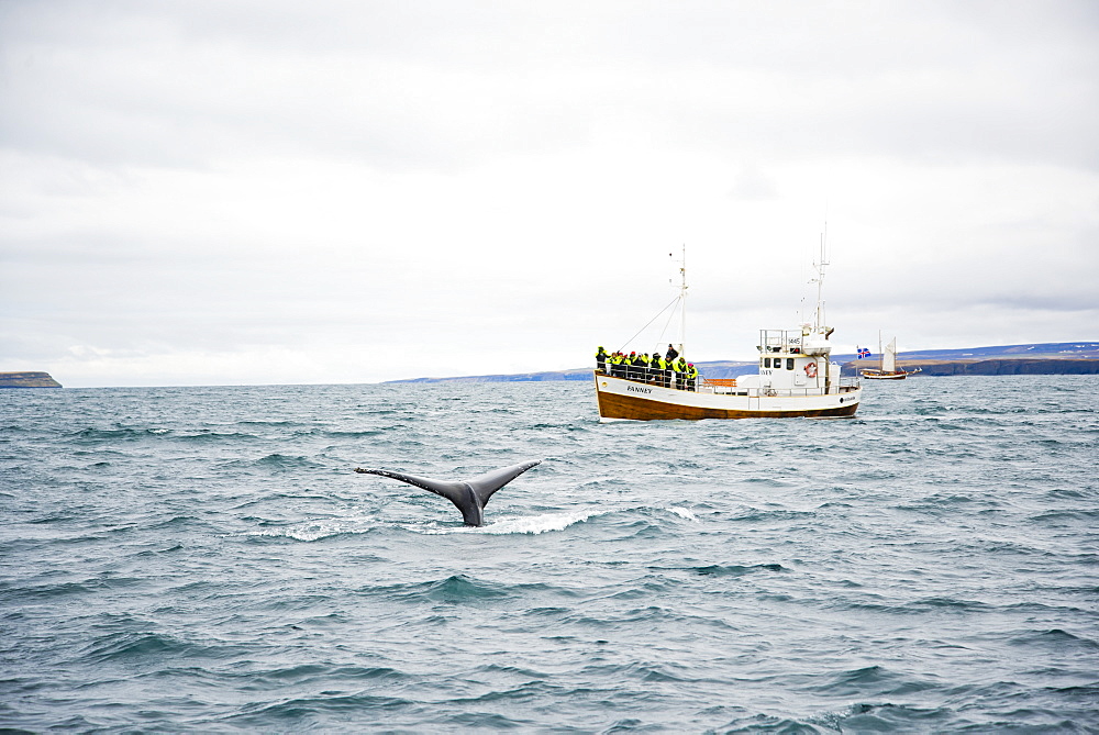 Tourist Exploring Whale Dives Off The Coast Of Husavik, Iceland