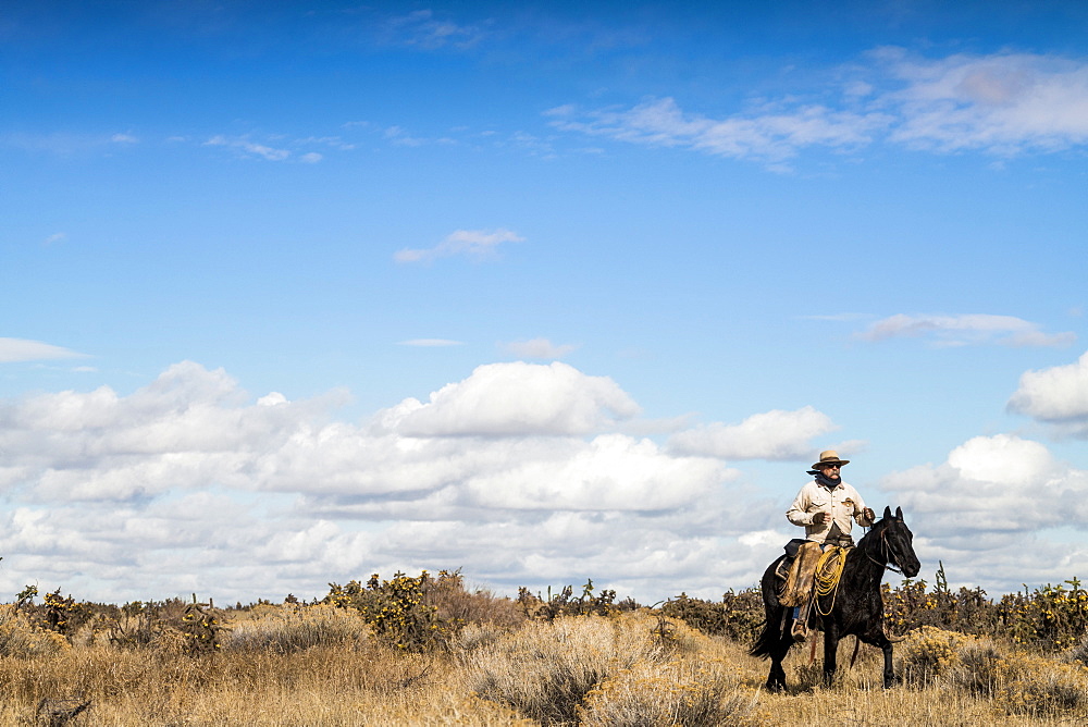 Cowboy Riding Horse Among The Cactus Field In Colorado