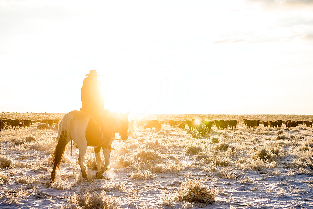 A Cowboy Looks Out Of A Herd Of Cattle On An Early Morning