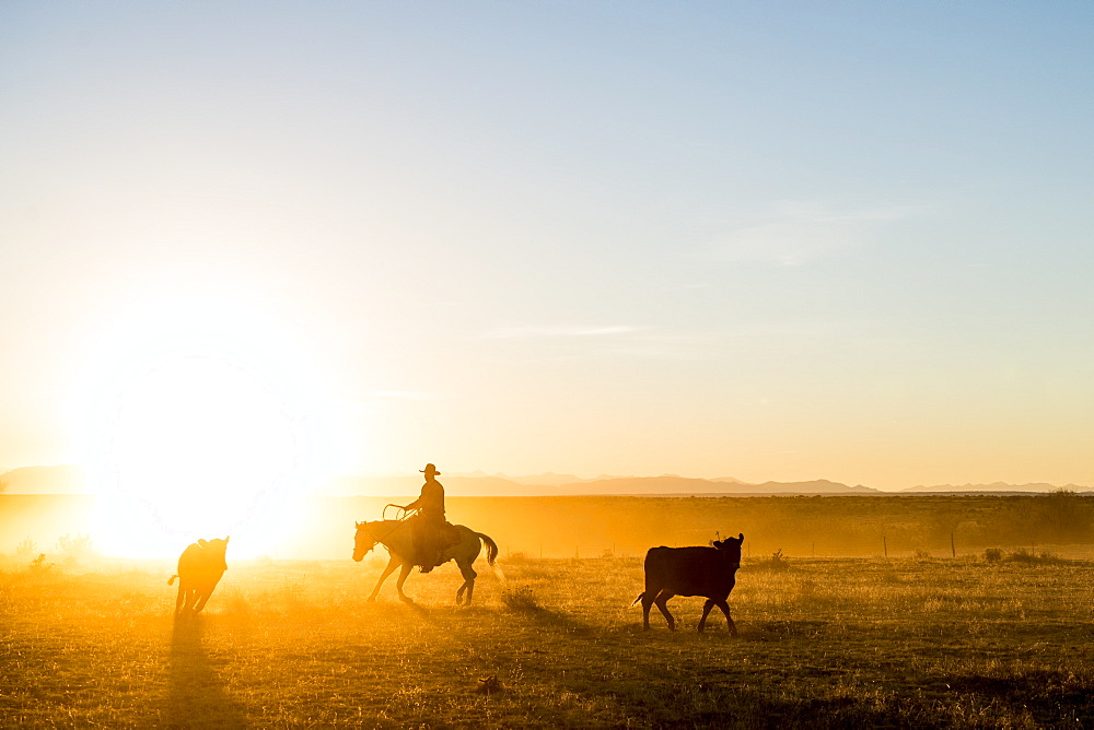 A Ranch Hand Rounds Up A Few Straggling Calves During A Pasture Move At Sunset