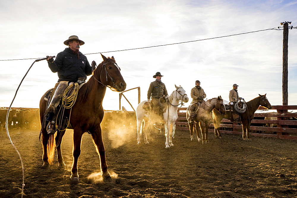 A Line Of Ranch Hands Ready To Push Cattle Through The Chute During A Sort And Preg Check Operation