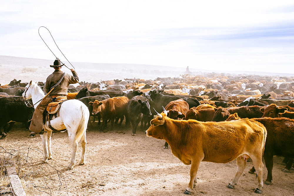 A Cowboy Swings His Lasso To Keep The Herd In Motion During A Routine Herd Move