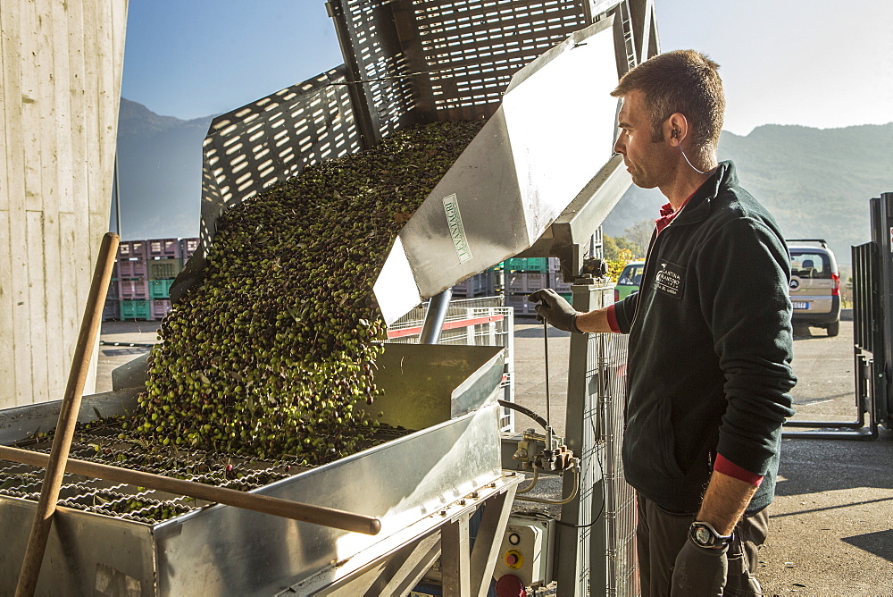 Making Olive Oil In Garda, Italy