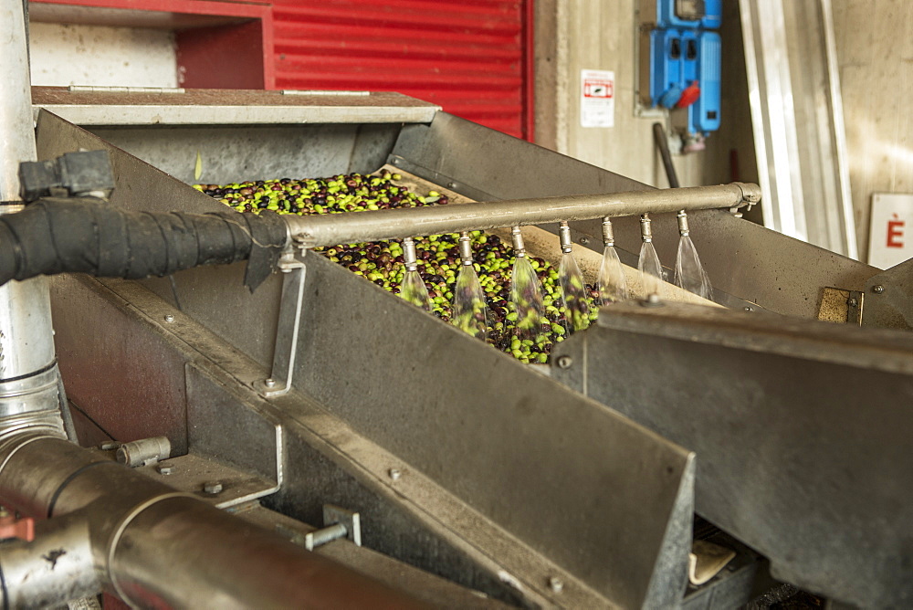 Making Olive Oil In Garda, Italy