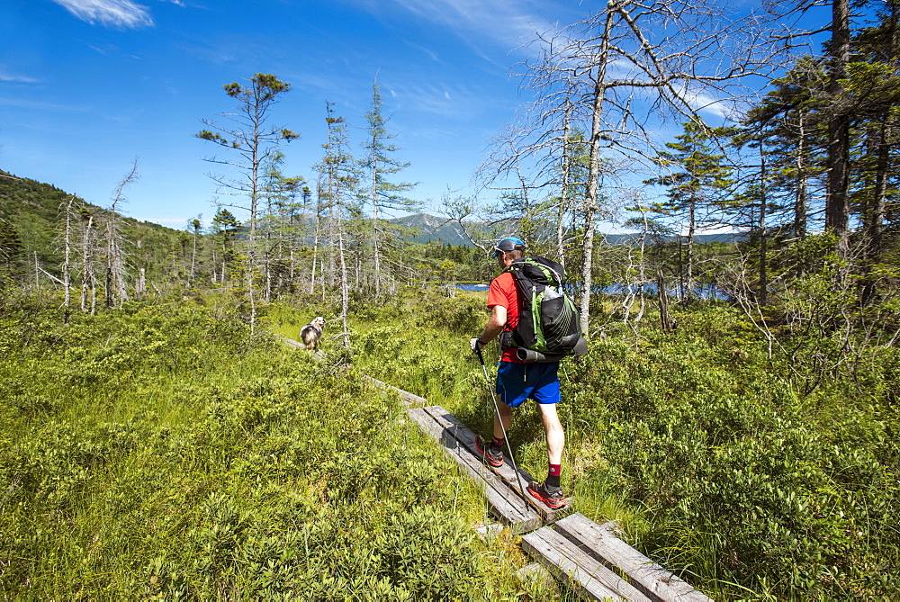 Man Walking On Boardwalk With His Dog While Hiking In White Mountains