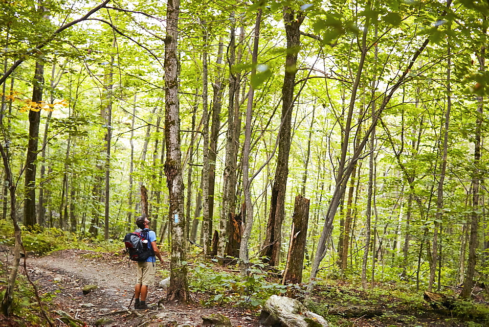 A Man Looking At Trees While Hiking Along The Appalachian Trail