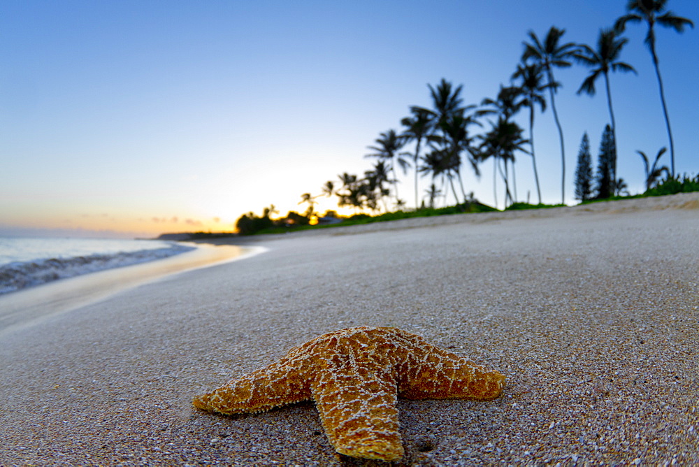 Close-up Of A Starfish On The Beach During Sunrise In Hawaii