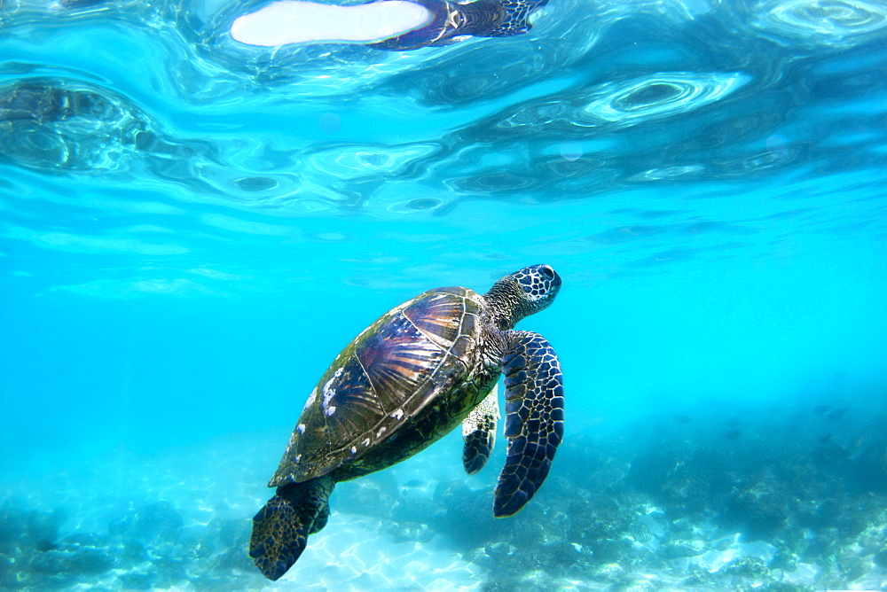 Underwater View Of Hawaiian Sea Turtles In Their Habitat In Hawaii