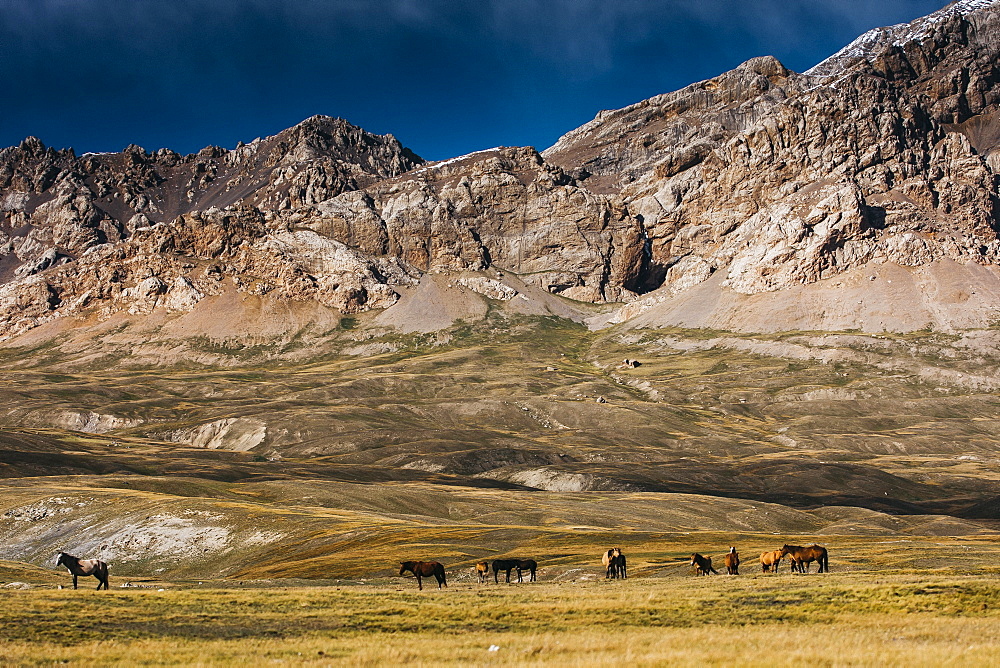 Horses Grazing In Tien Shan Mountains, Kazakhstan