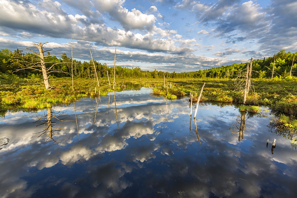 Clouds Reflection In A Pond Maine's North Woods Near Greenville, Maine