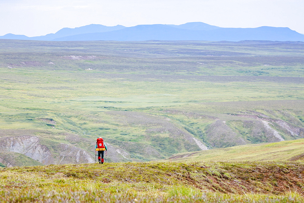 A Woman Is Hiking In The Delta Mountains, Alaska Range, Alaska, Usa