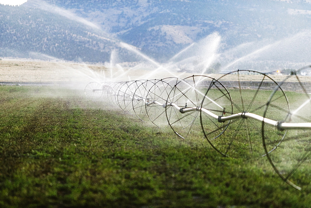 Irrigation sprinklers in the state of Washington