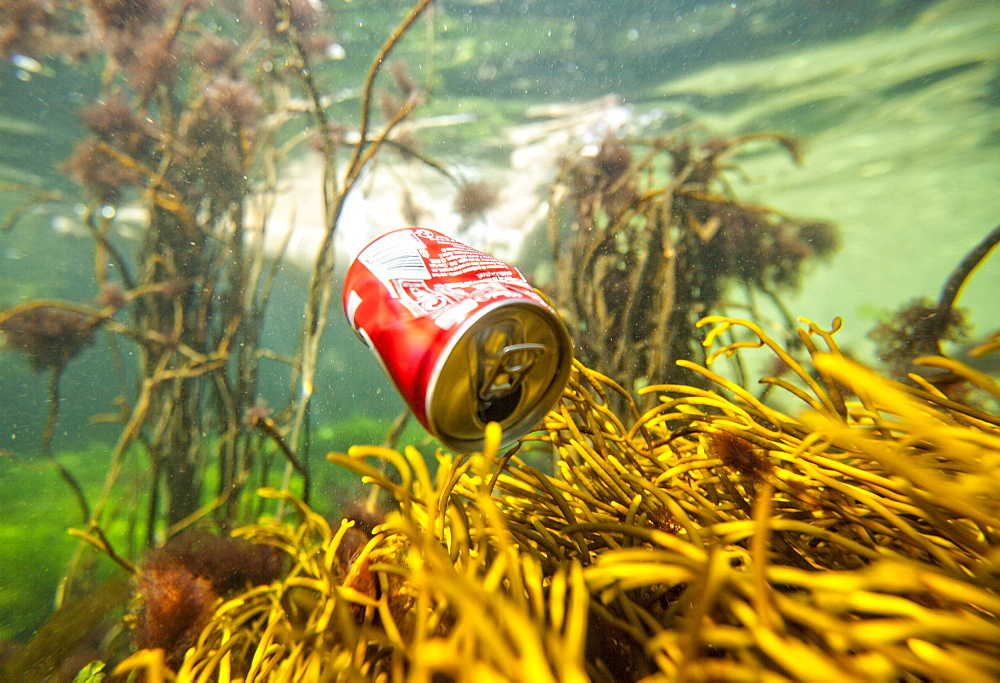 Soda Can Floating Underwater In The Ocean Near Coral Reef