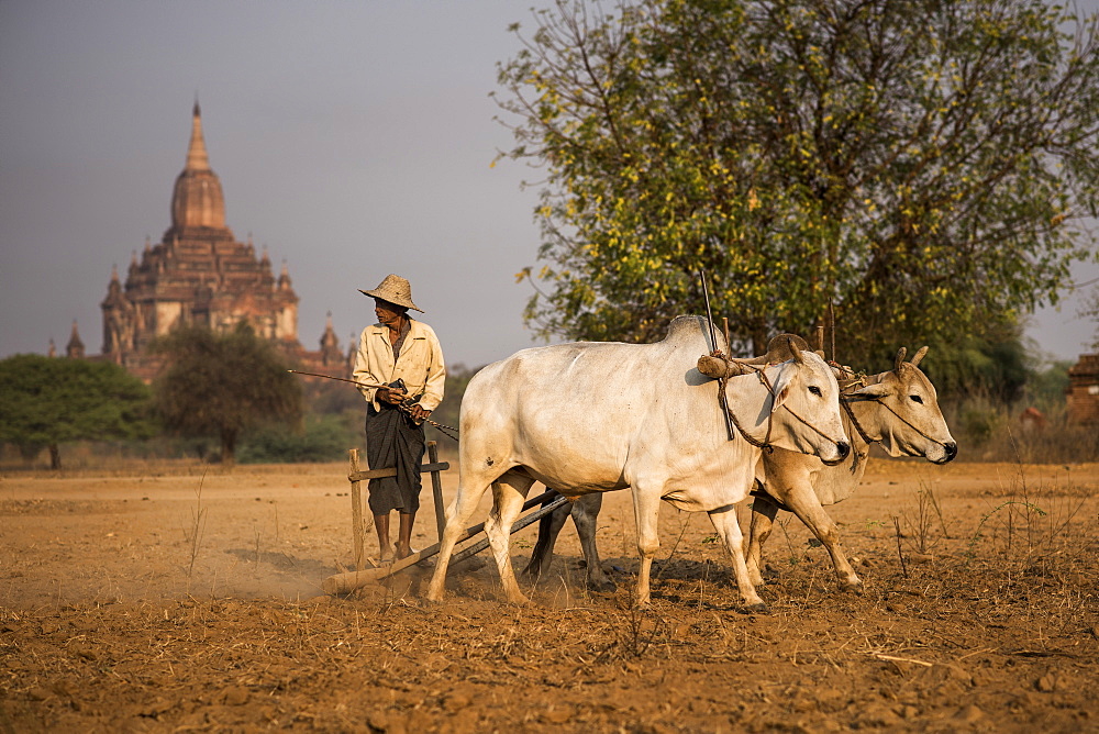 A Burmese Farmer Ploughing A Field In Front Of A Temple In Bagan, Myanmar