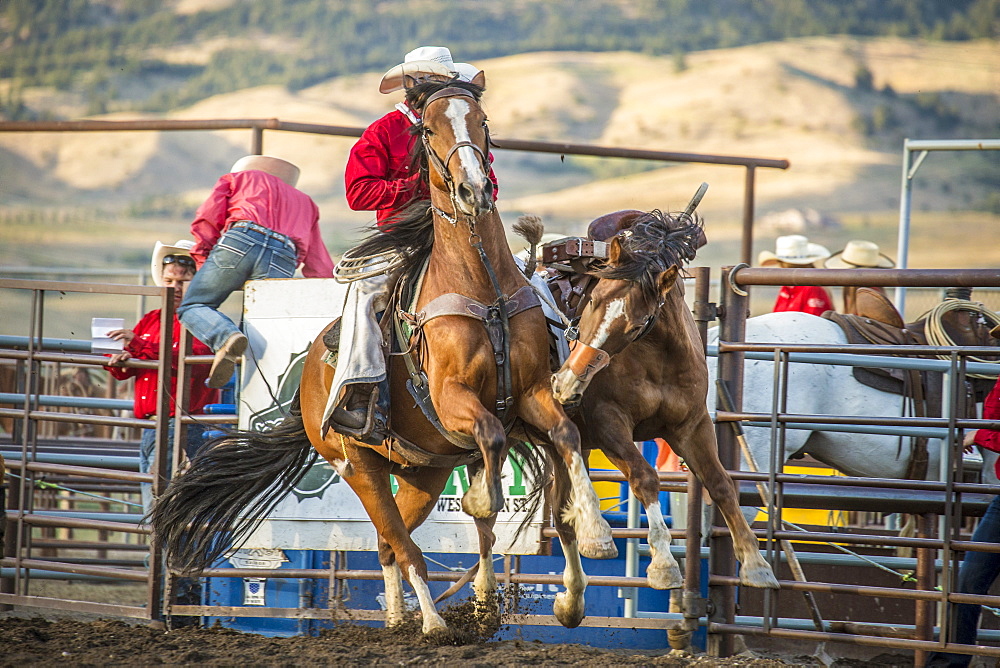 cowboy pickup man with bucking bronco in arena