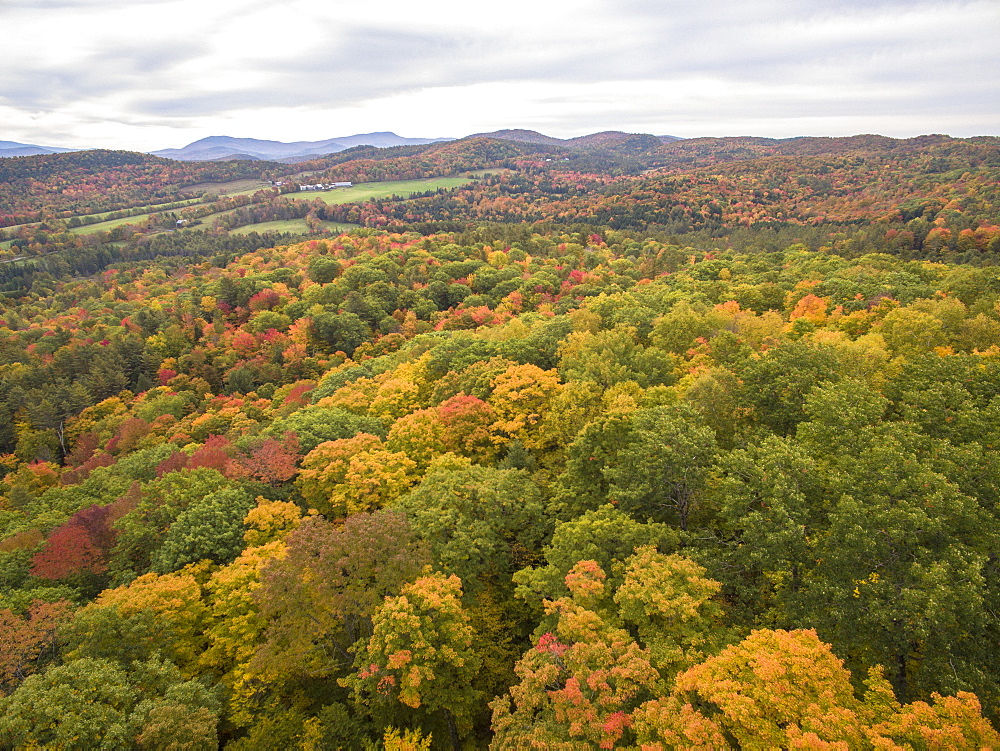 Colorful trees reach peak foliage in Vermont