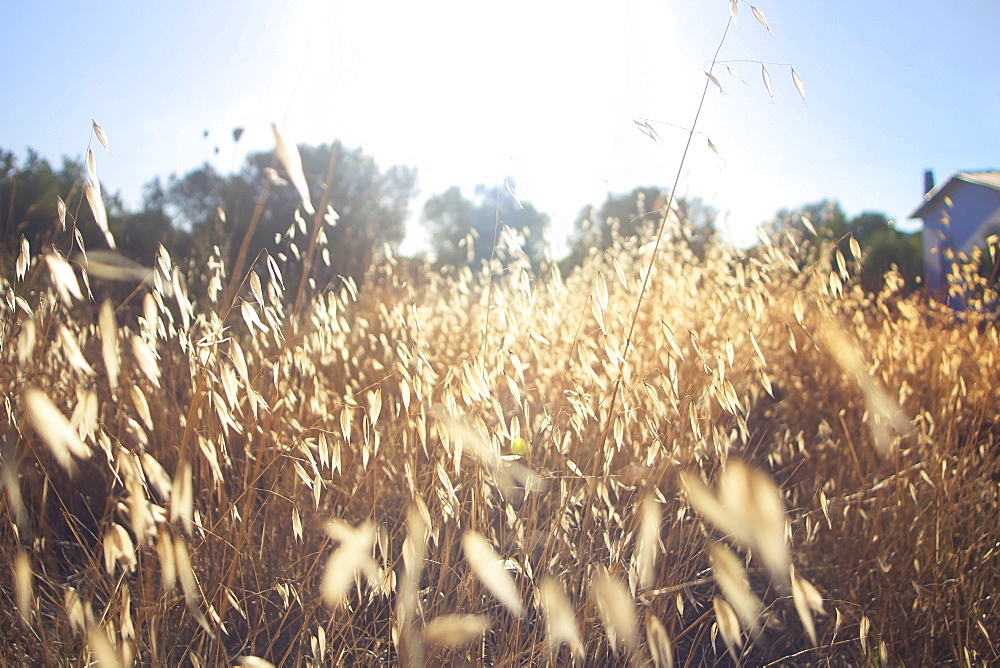 Spike Field During Sunrise